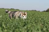 ALASKAN MALAMUTE 176